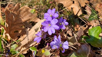 Im Frühling gedeihen auf dem Ritten zarte Leberblümchen