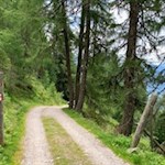 Der Waldweg zur Plattner Alm ist gut markiert
