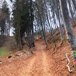 Durch den Buchenwald zum Fennberger See