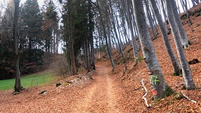 Durch den Buchenwald zum Fennberger See