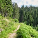 Durch lichten Wald zur Kiener Alm