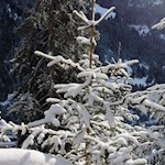 "Weihnachtlich glänzet der Wald..."