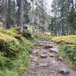 Zunächst folgen wir dem Waldweg zur gemütlichen Gewingesalm