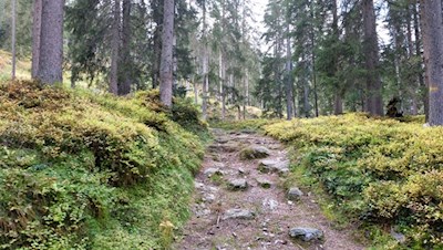 Zunächst folgen wir dem Waldweg zur gemütlichen Gewingesalm