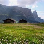 Die Wiesen der Seiser Alm sind besonders blumenreich