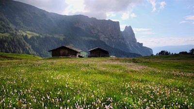 Die Wiesen der Seiser Alm sind besonders blumenreich