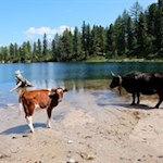 Selbst die Weidekühe erfreuen sich am erfrischenden Nass