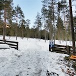 Zuletzt führt der Winterwanderweg durch den lichten Kiefernwald
