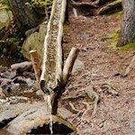 Quelle am Finsterbach