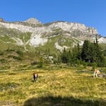 Almwiesen unterhalb des Wolfendorn