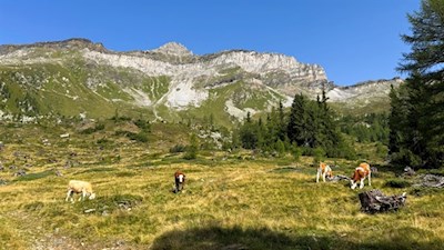 Almwiesen unterhalb des Wolfendorn