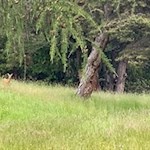 Reh in den Lüsner Wiesen