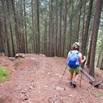 Der Waldweg steigt recht steil in Richtung Talschluss ab