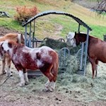 Zahlreiche Pferde weiden in den Wiesen um Deutschnofen