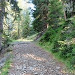 Im steten Anstieg durch den Wald