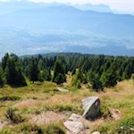 Der Weg auf die Platte führt durch zirbenbestandene Bergwiesen