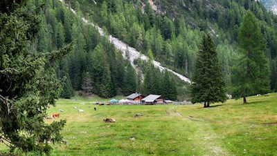 Inmitten einer einladenden Wiese liegt die beliebte Grünwaldalm