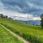 Durch bunte Blumenwiesen zum Tomanegger