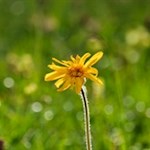 Auch die Arnika gedeiht in den saftigen Peitlerwiesen