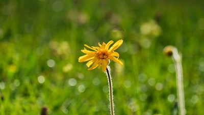 Auch die Arnika gedeiht in den saftigen Peitlerwiesen