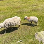 Pecore della malga d'Ora