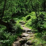 Auf dem steinigen, recht steilen Pfad Nr. 33 