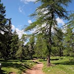 Die lichtliebende Lärche ist die zweithäufigste Baumart in Südtirol