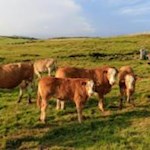 Auch die Kühe genießen die warmen Strahlen der Sommersonne auf der Villanderer Alm