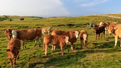 Auch die Kühe genießen die warmen Strahlen der Sommersonne auf der Villanderer Alm