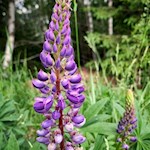 Lupinen im Spilucker Wald