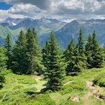 Der Anstieg auf den Sattelberg ist gut markiert