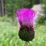 Alpen-Distel