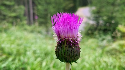 Alpen-Distel