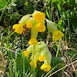 Auch die zarte Schlüsselblume gedeiht in den Aferer Wiesen