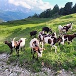 Ziegen begleiten uns ein Stück des Weges