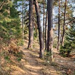 Der Rundweg Spinges führt durch Wald und Wiesen