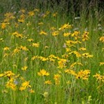 Durch ein farbenfrohes Blumenmeer zur Halslhütte