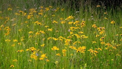 Durch ein farbenfrohes Blumenmeer zur Halslhütte