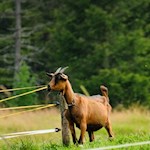 Sull'Alpe di Valparola gli escursionisti incontrano ogni tipo di animale domestico...