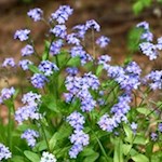 Wald-Vergissmeinnicht