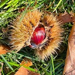 Der Weg zum Patscheider Hof wird von Kastanienbäumen umsäumt