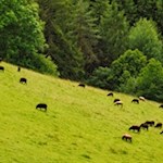 Schafe weiden in den Wiesen um den Bienenweg