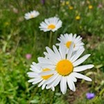 In den malerischen Almwiesen der Seiser Alm gedeiht auch die zarte Margerite