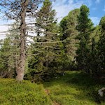 Durch Wald und Wiesen in Richtung Munt de Sennes