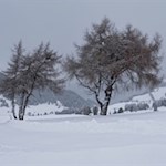 "Nichts ist für mich mehr Abbild der Welt und des Lebens als der Baum.“ (Christian Morgenstern)