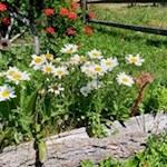 Die Sonnenterrasse der Pertinger Alm wird von schönen Blumen geschmückt