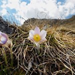 Im Frühling gedeihen zarte Kuhschellen in den Wiesen um den Peitlerkofel