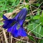 Auch der Enzian blüht in den Ridnauner Wiesen