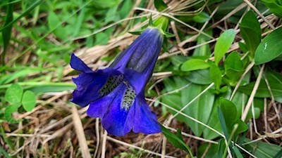 Auch der Enzian blüht in den Ridnauner Wiesen