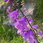 Glockenblume am Wegesrand